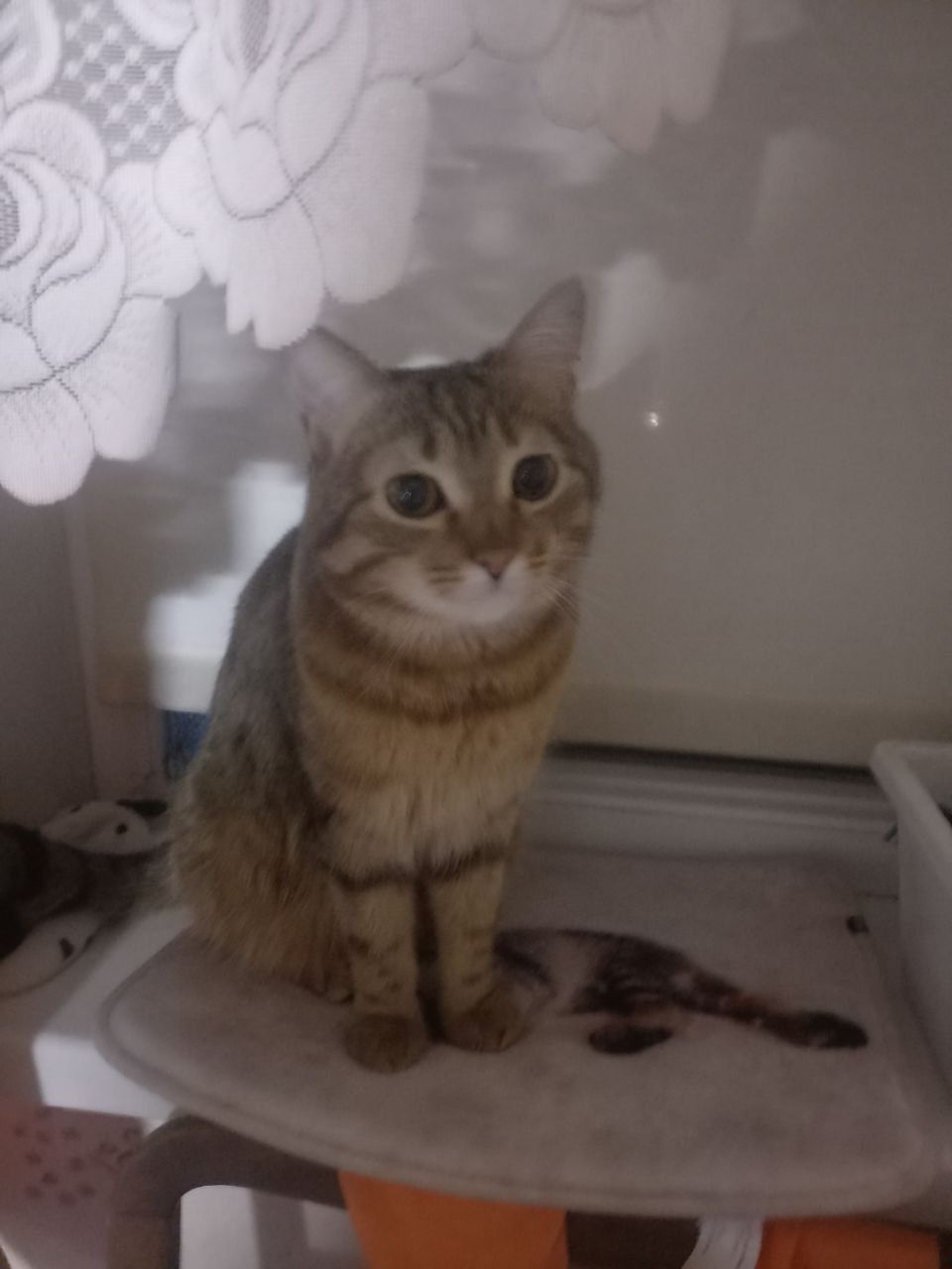 Бесплатно,кот- 9 месяцев