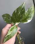 Epipremnum Pinnatum Variegata / pędówka