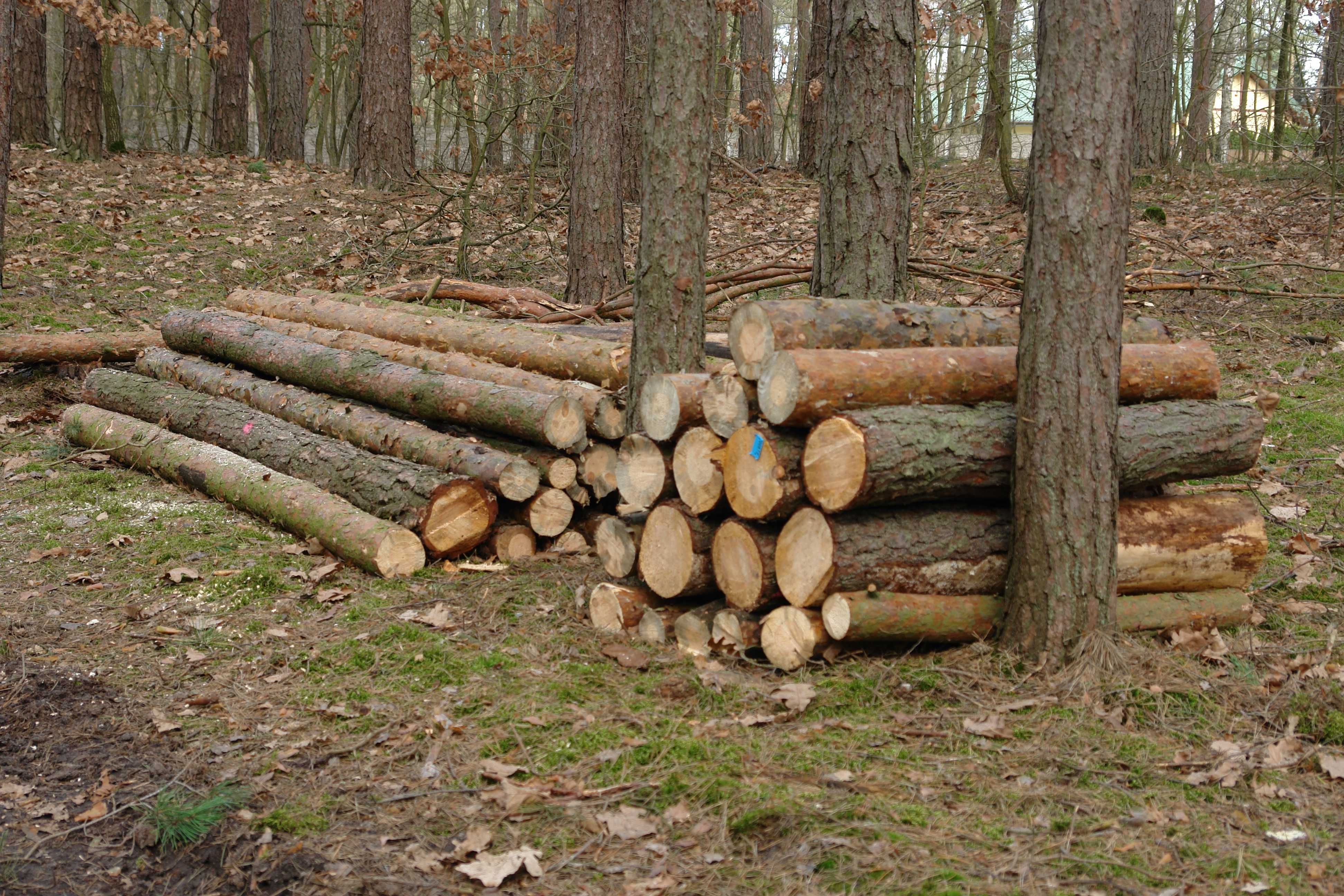drewno opałowe, sosna/osika