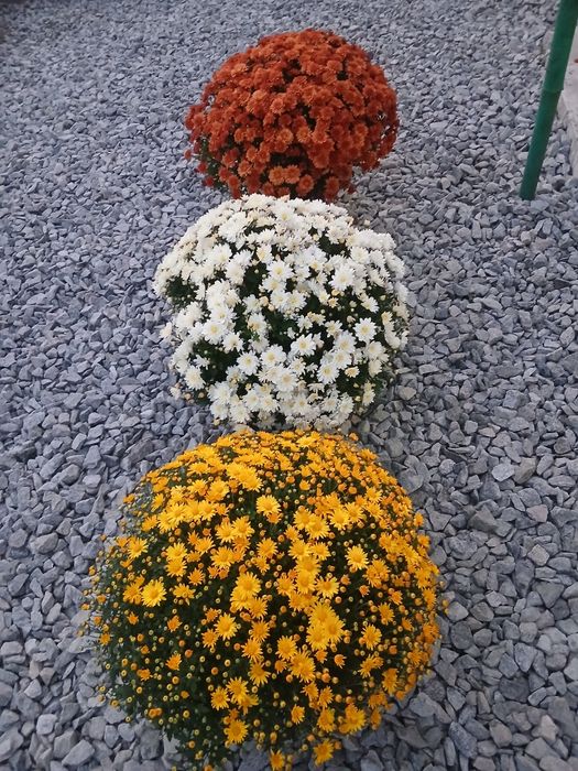 Хризантема мультифлора