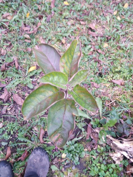 Яблоня колоновидная "Белоснежка" (осенний сорт, поздний срок