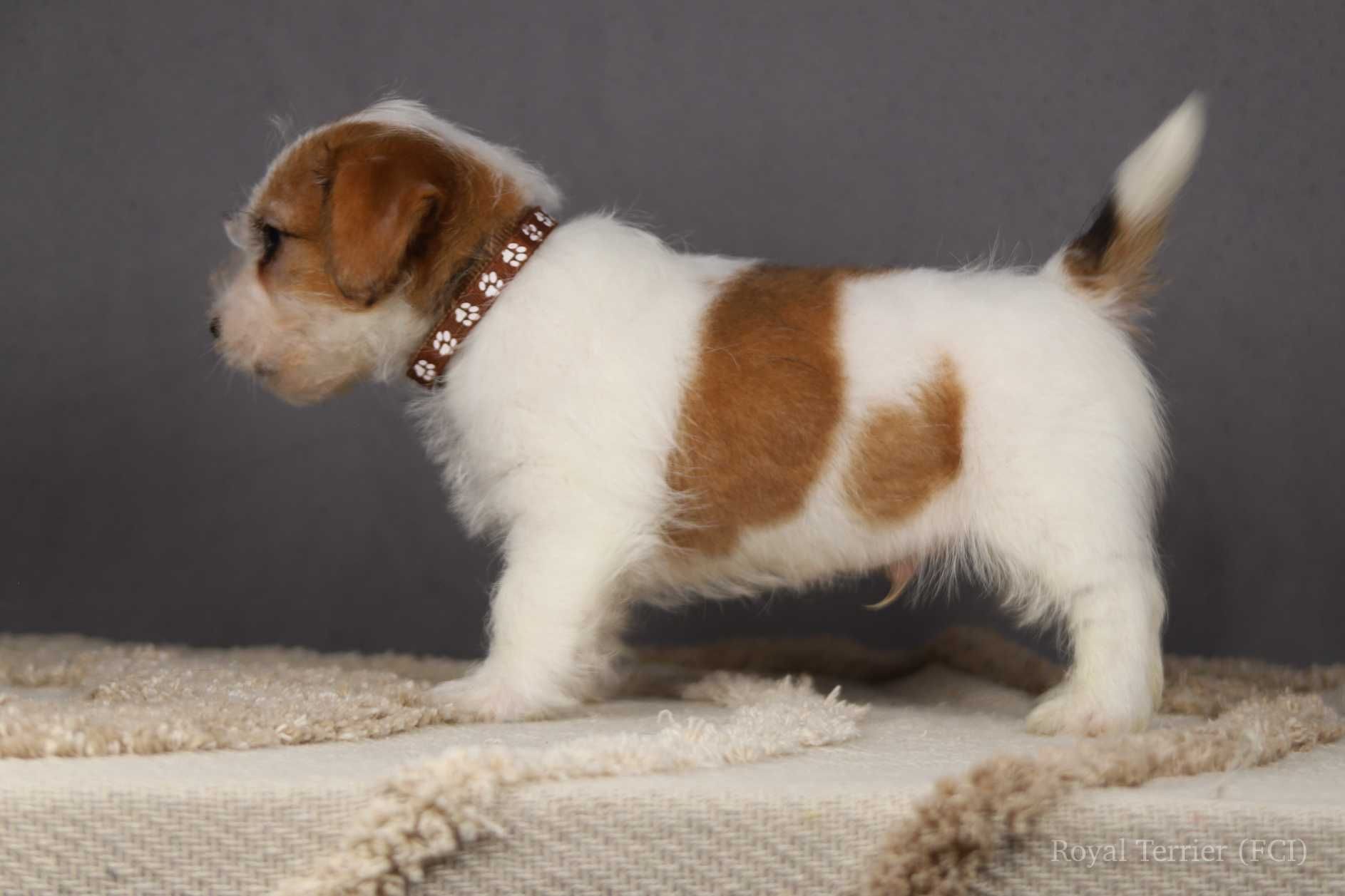piesek Jack Russell terrier ZKWP/FCI szorstkowłosy