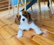 Cavalier King Charles Spaniel - Benio