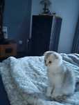 Macho scottish fold