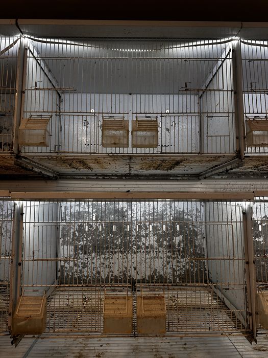 Viveiros de criacao / voadeiras