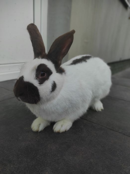 Кролі — Строкачі