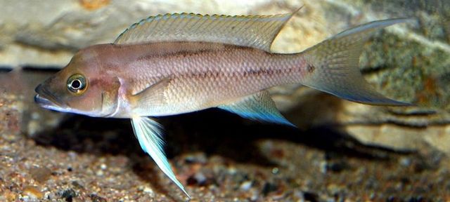 Neolamprologus longicaudatus tanganika