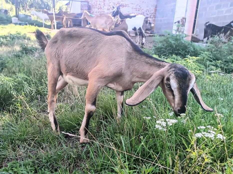Козы, козлята англо-нубийские, большой выбор.