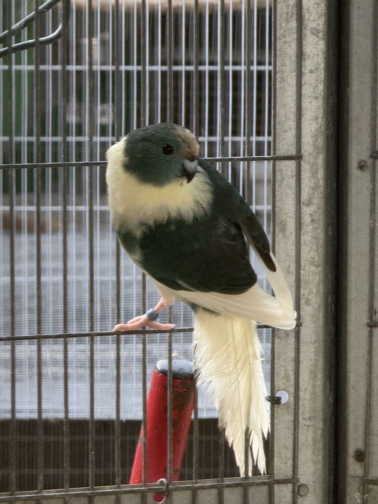 Varias aves disponiveis .