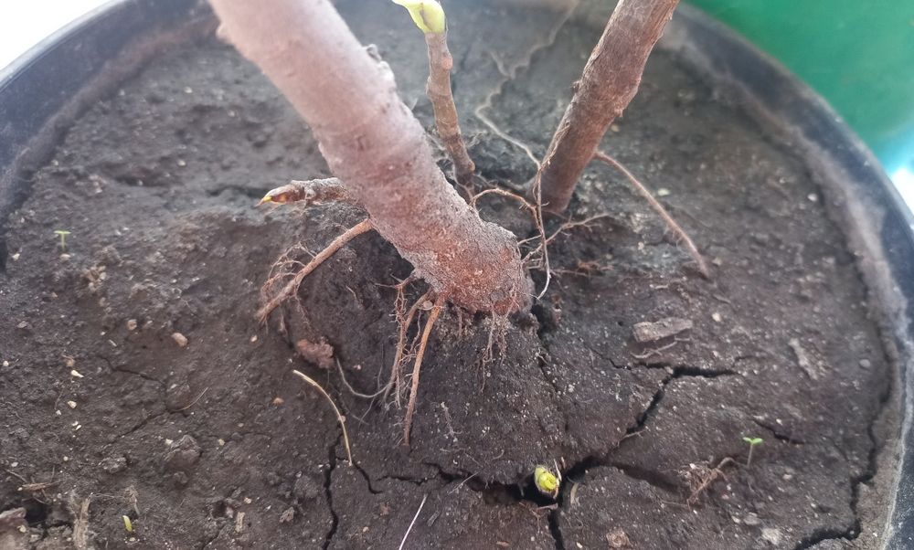 Інжир Київський ранній закрита коренева.. Тамарікс саджанці.