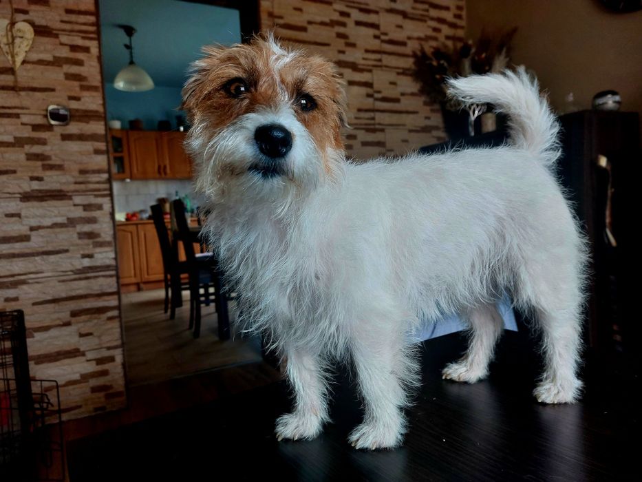 Jack Russell Terrier