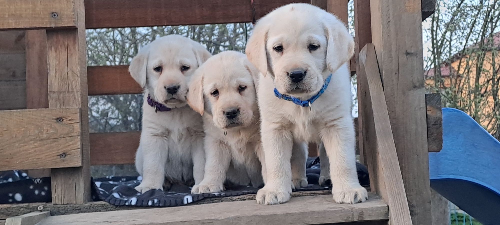 Labrador retriever