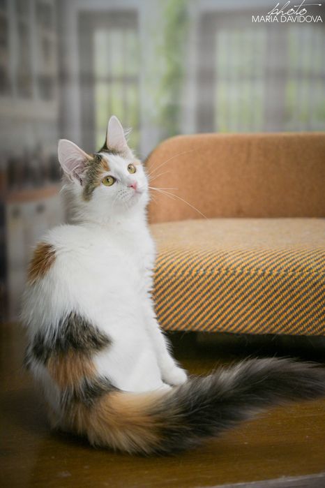 Черепаховая кошечка 4 мес — привита, знает лоток, ласковая