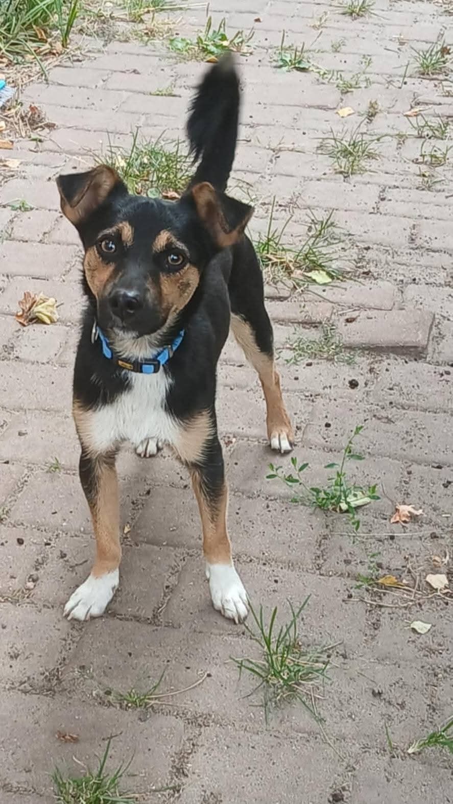 Mały Piesek do adopcji