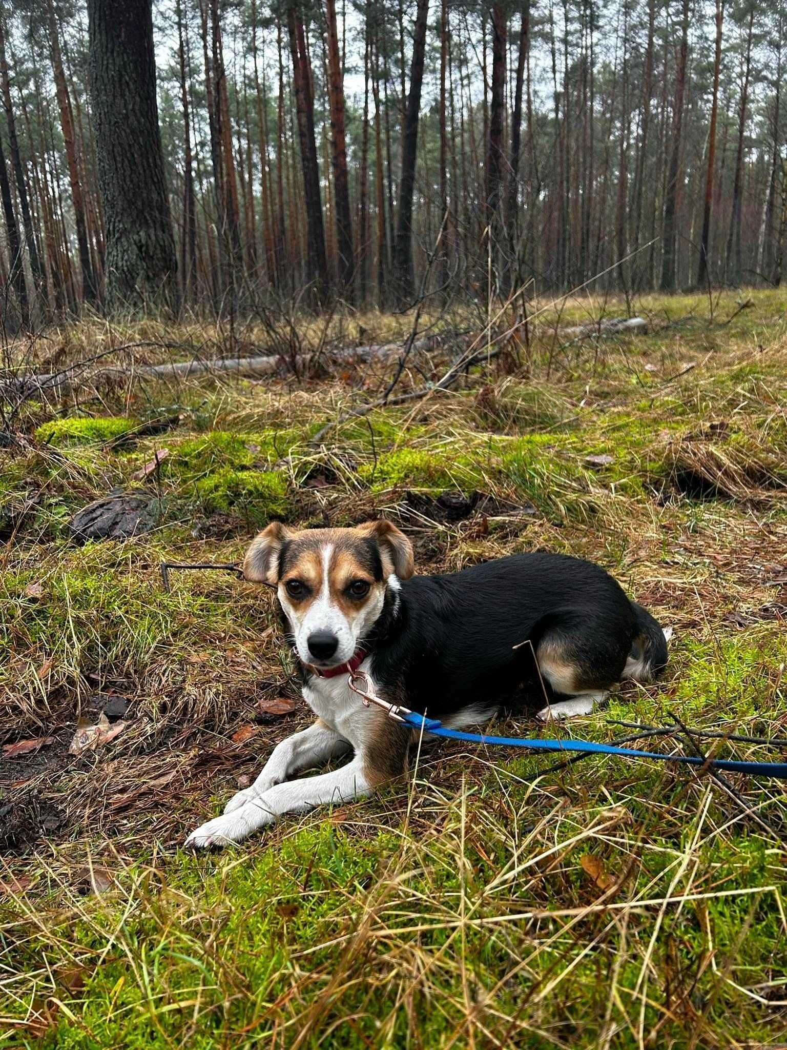 Freja ok 2 let.sunieczka o umaszczeniu czeka na dom SOS Baegle