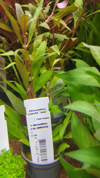 Alternanthera Reinecki mini/Rośliny akwariowe w koszyczkach