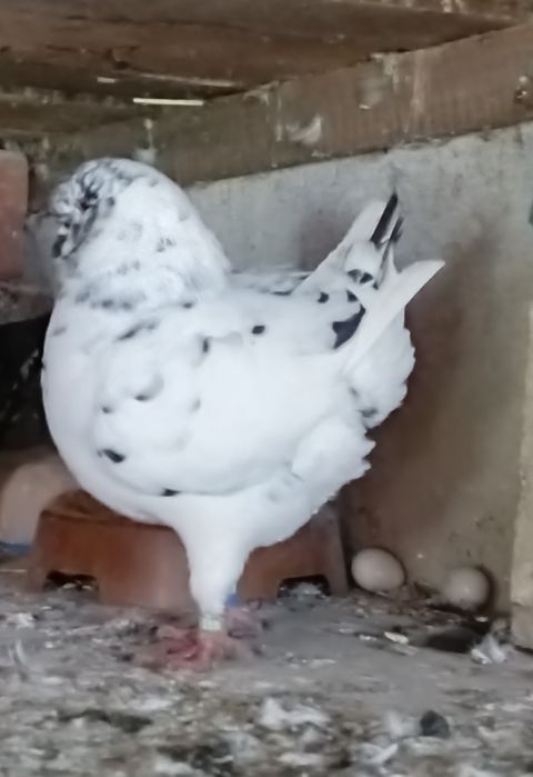 Gołębie Kingi sprzedam