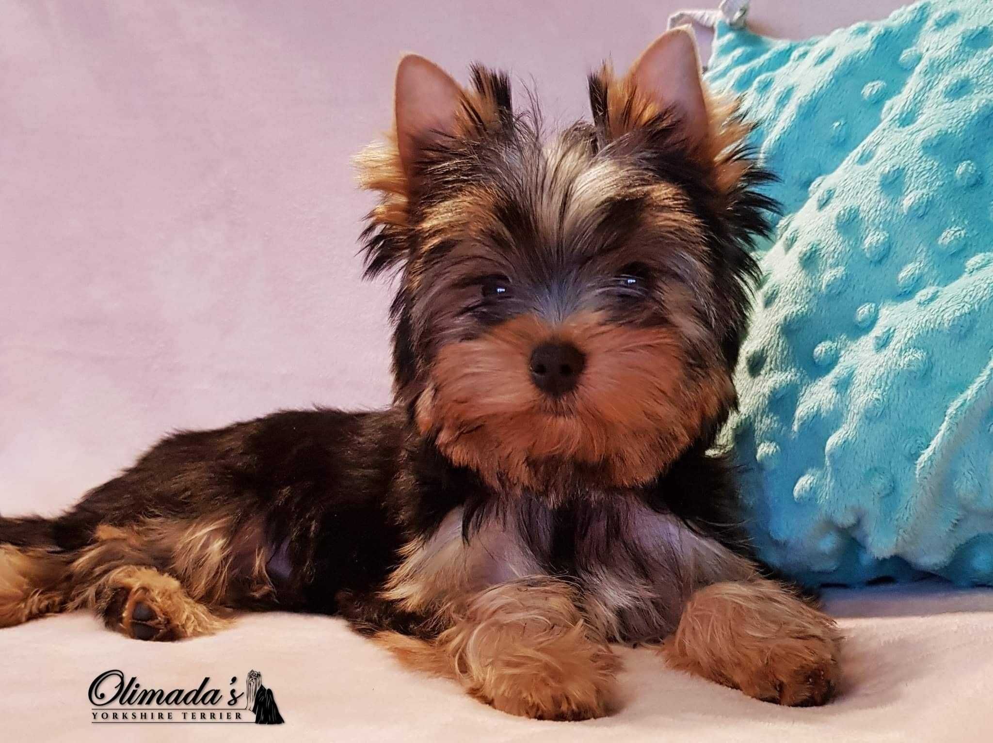 Yorkshire terrier - York - śliczna suczka z PRAWDZIWYM rodowodem FCI