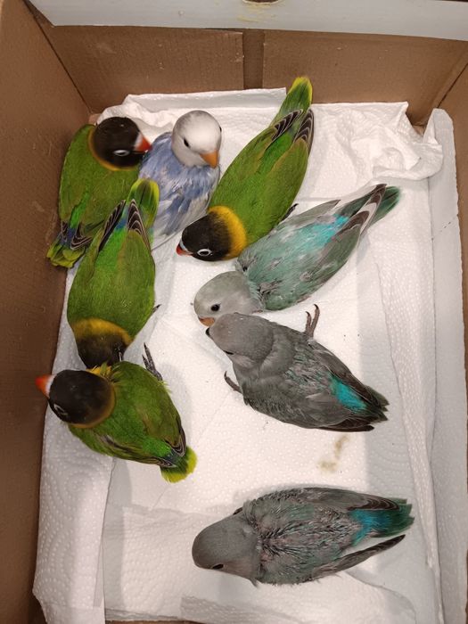 Personatas criados a mão