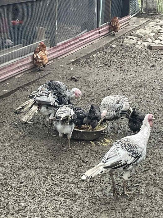 Індик. Домашні тварини,  Сільгосп.тварини