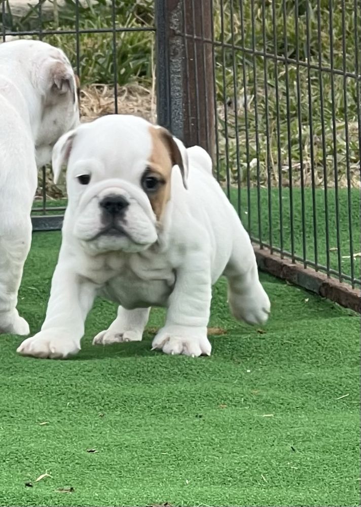 Bulldog inglês   c/ Lop