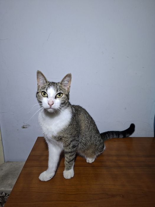 Dou gatinha muito meiga