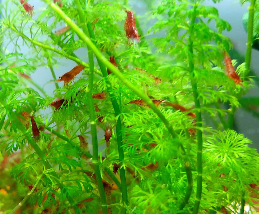 Neocaridina davidi