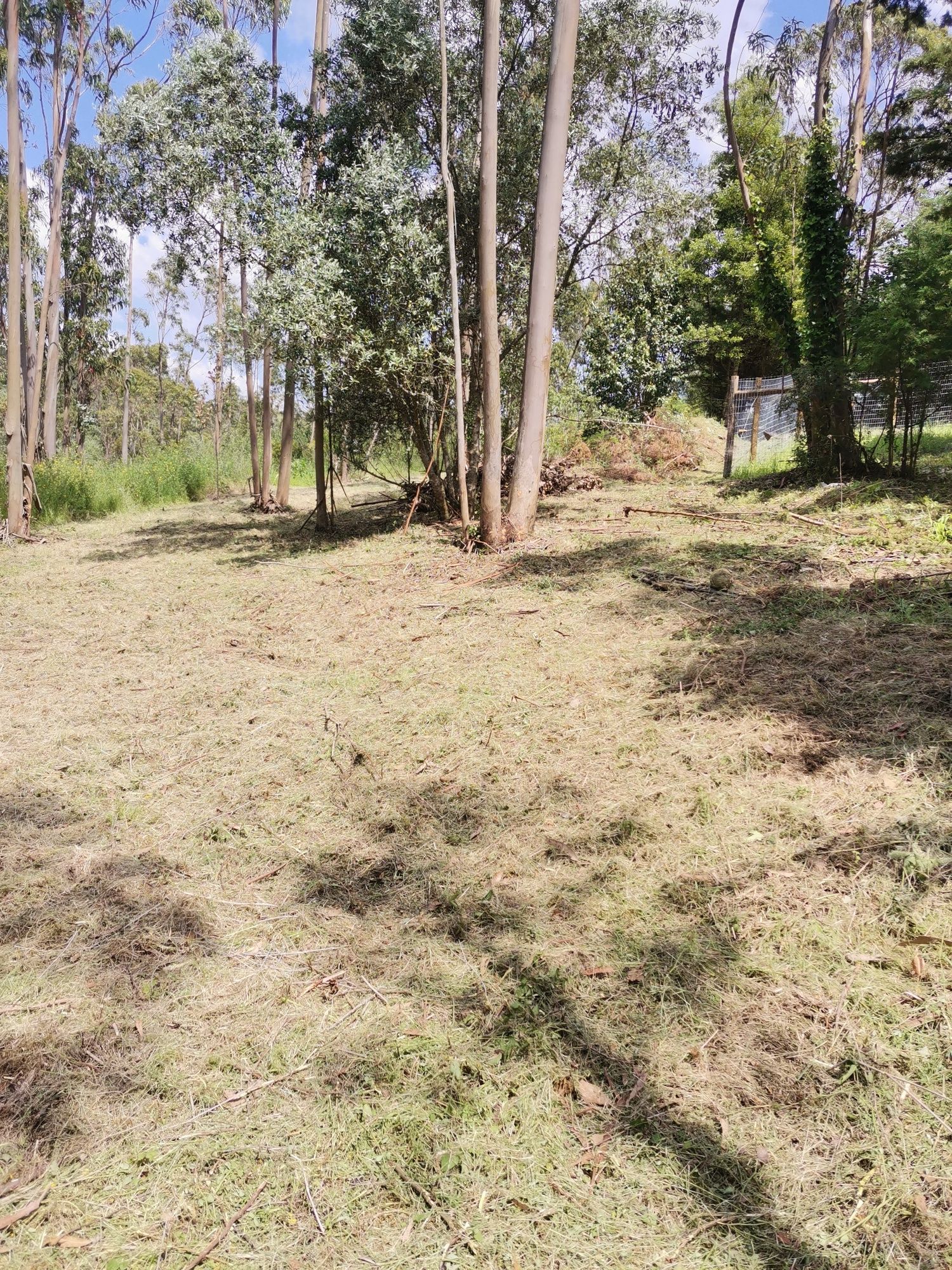 Limpeza de terrenos e jardins