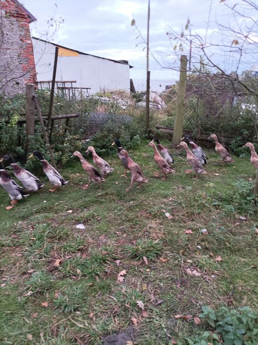 Kaczki biegusy indyjskie