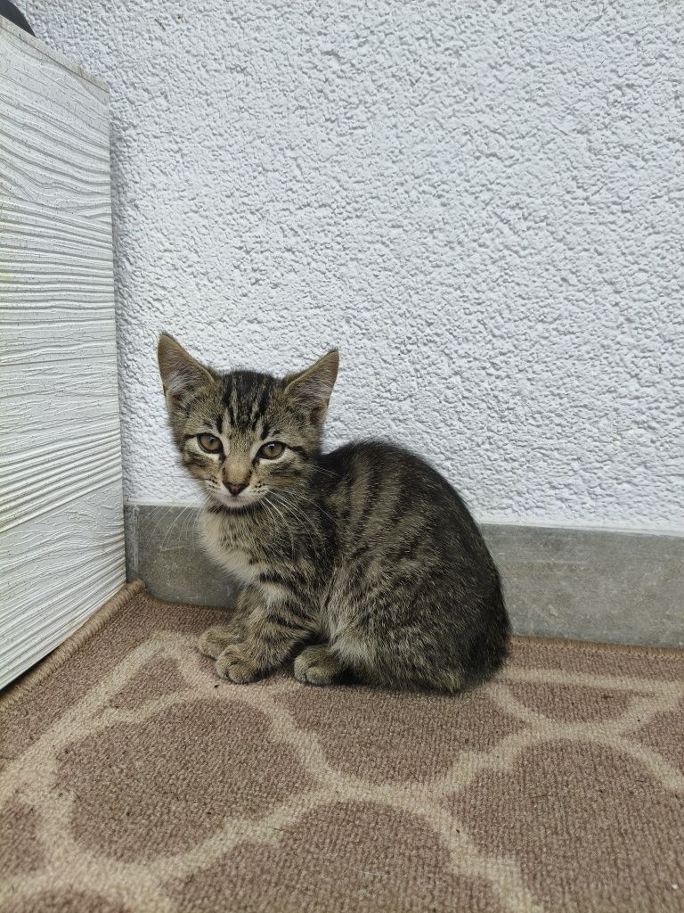 Oddam kotki w dobre ręce