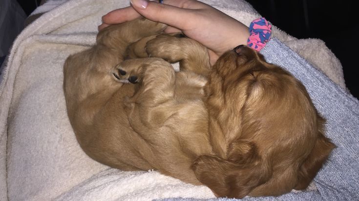 Англійський кокер-спаніель — руді дівчатка з чудовим темпераментом.