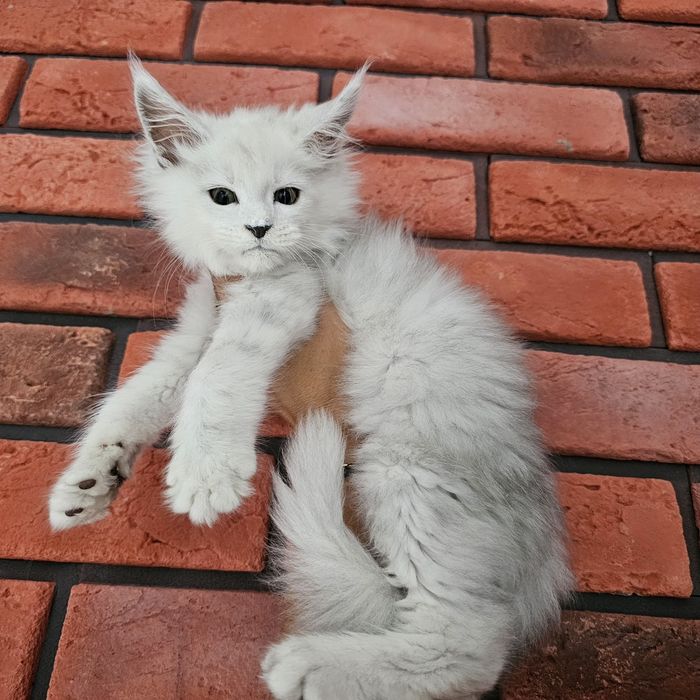 kocurek Maine coon rodowód fpl FIFe do hodowli