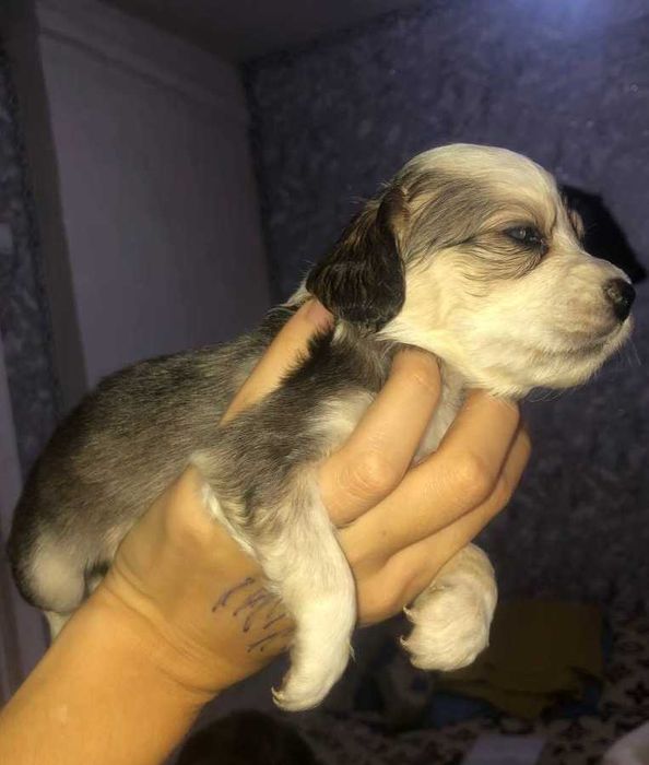 Відаємо цуценят англійського спаніеля