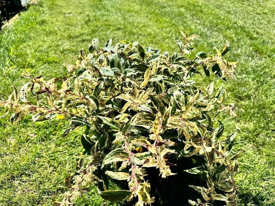 Kiścień wawrzynowy 'Makijaż' DUŻY doniczka 5.0L (Leucothoe)