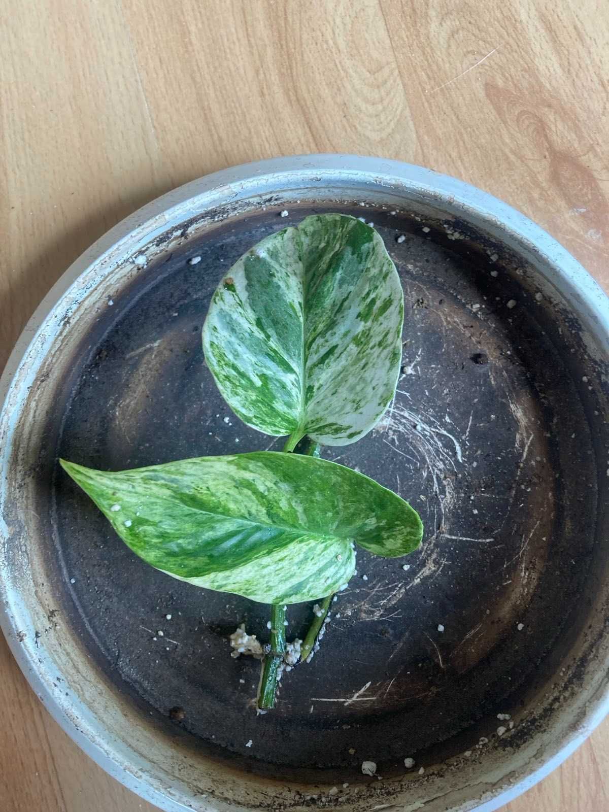 Epipremnum marble queen - sadzonki/szczepki