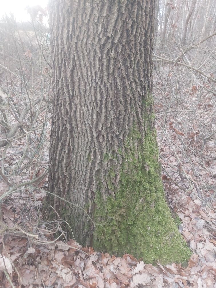 Dab drzewo Polecam
