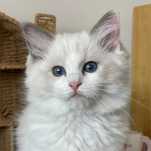 Ragdoll kocurek Frascati – rodowód WCF, kastracja, badania, wyprawka