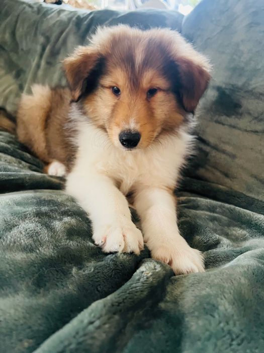 ASLAN – owczarek szkocki długowłosy Collie