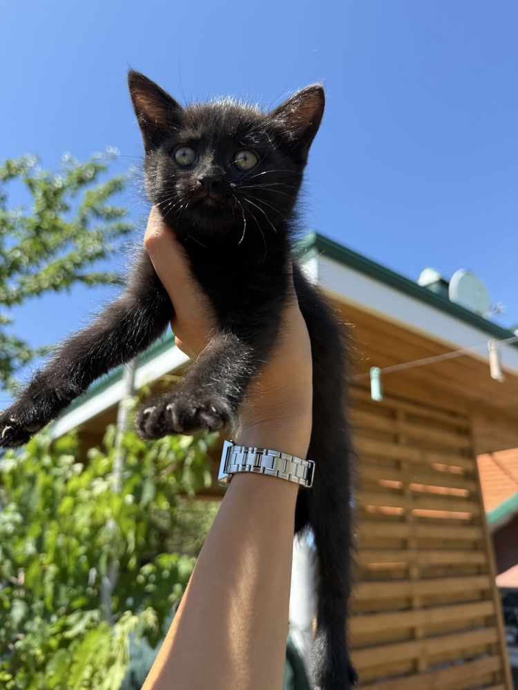 Отдам котят в хорошие руки