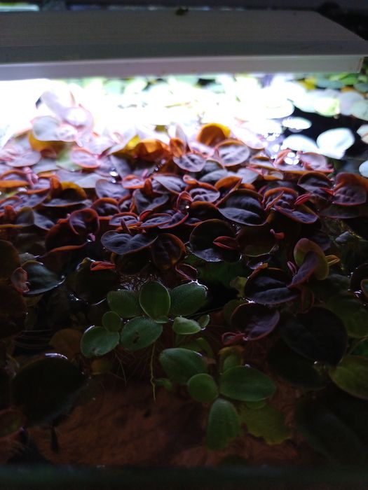 60 szt. Phyllanthus Fluitans, rośliny pływające