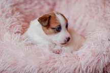 Jack Russell Terrier - suczka  ZKwP