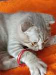Дуже милий котик