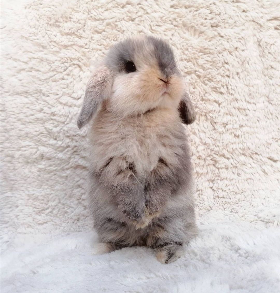 KIT Coelhos anões orelhudos, mini lop super inteligentes e dóceis
