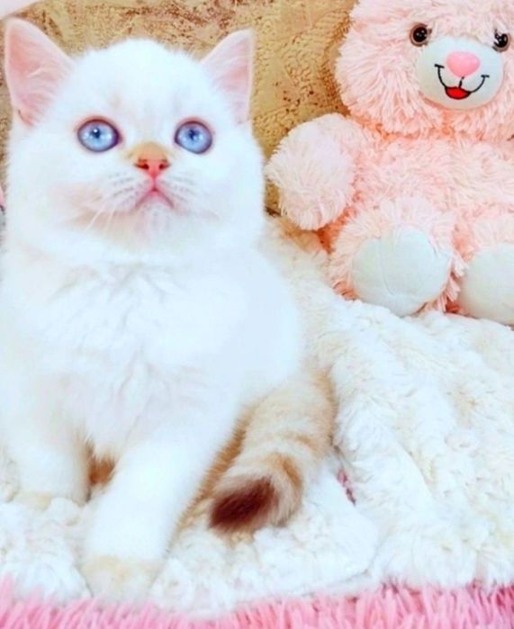 Золота шиншила поінт Дівчинка красунечка