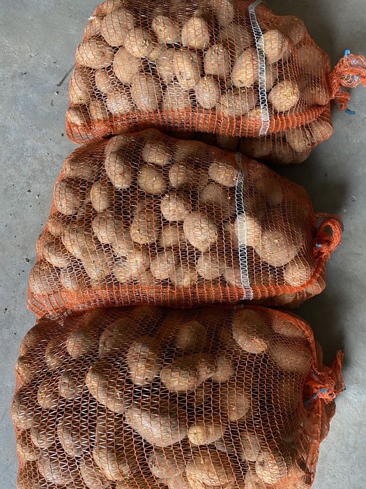 Ziemniaki jadalne Vineta