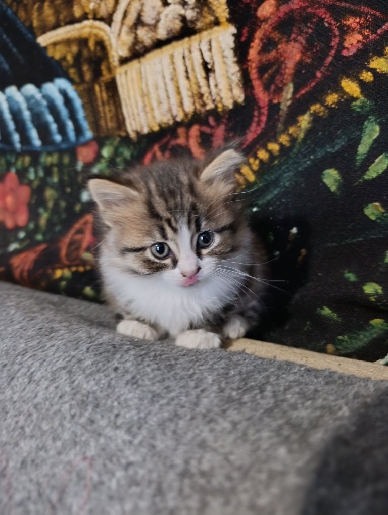 Кошечка бесплатно