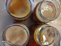 Grzybek Scoby  herbaciany
