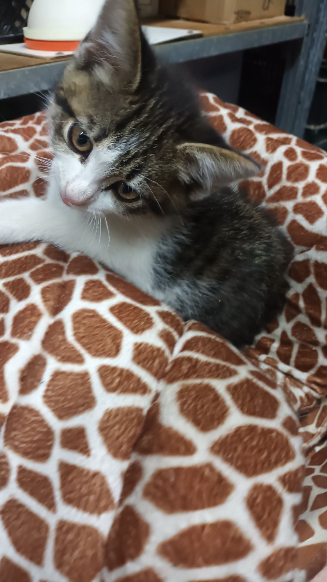 Кошеня хлопчик 2 міс