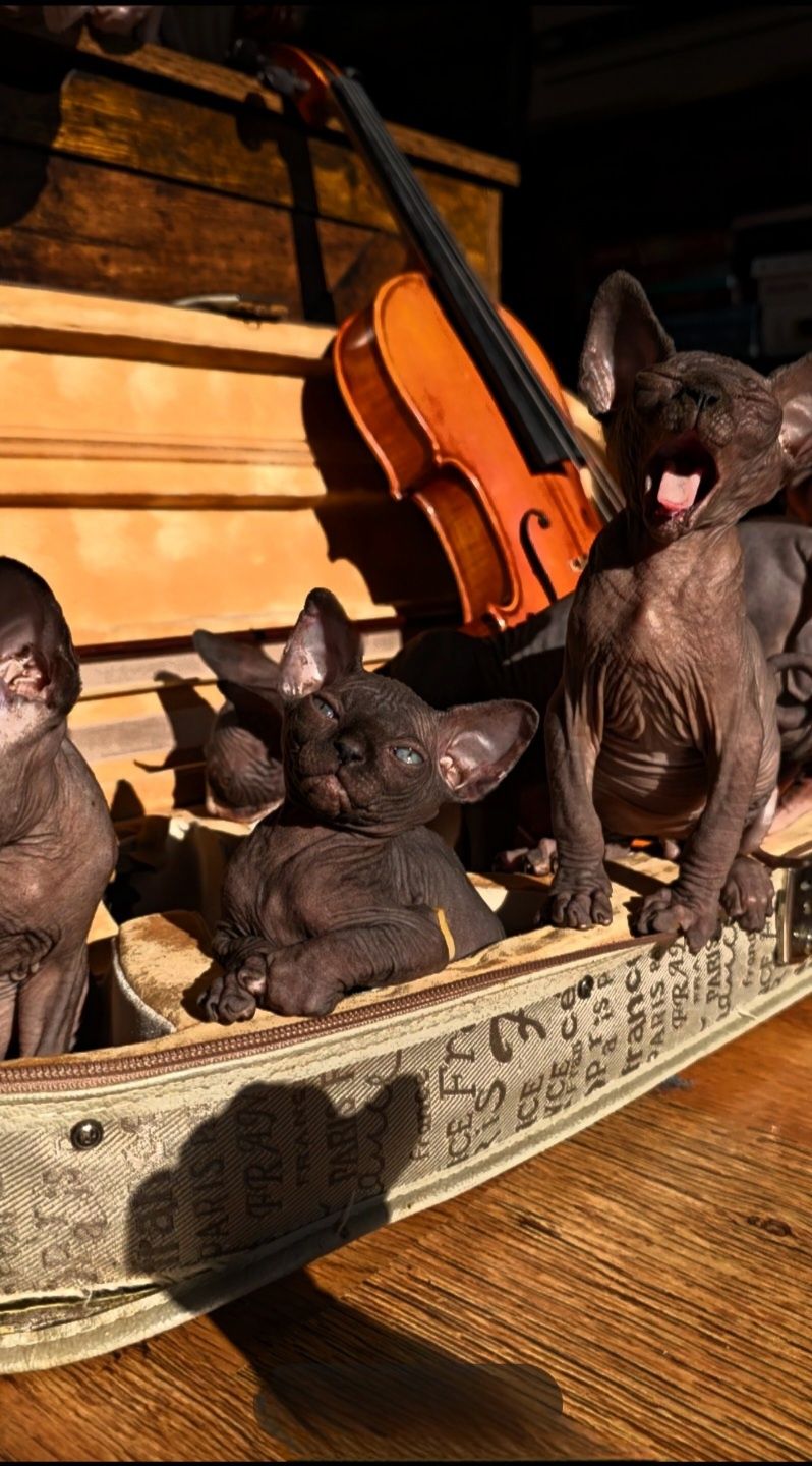 Przepiękny kot sfinks,sliczny kocurek  sphynx