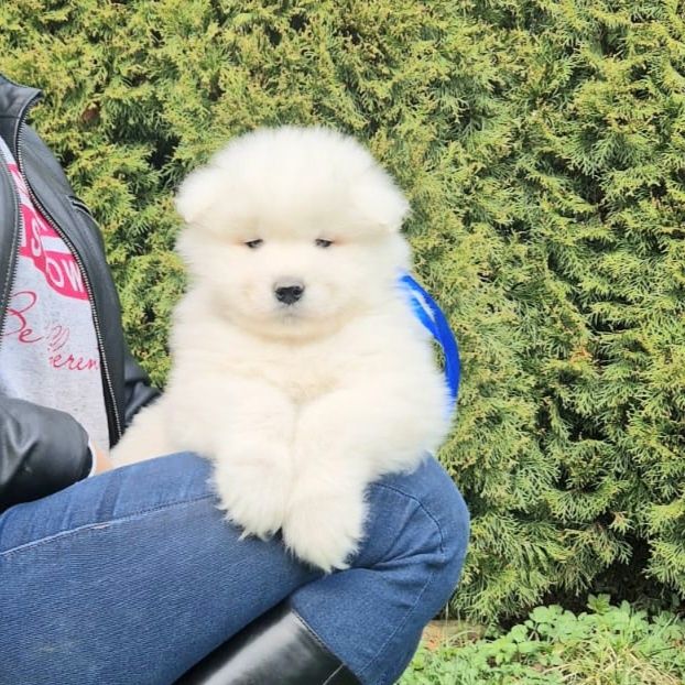 Samoyed szczenię z rodowodem